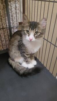 DOBBY -  Tabby and Maine Coon Cat for Adoption in Escalon, California - DOBBY | PetCurious