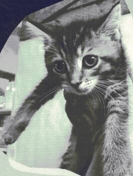 Jeri Lynn -  Domestic Short Hair Cat for Adoption in Pittsboro, North Carolina - Jeri Lynn | PetCurious
