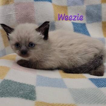 Siamese Cats Available for Adoption in Parkersburg, West Virginia - Weezie | PetCurious
