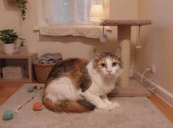 Tikka -  Calico Cat for Adoption in Billerica, Massachusetts - Tikka | PetCurious