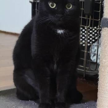 Domestic Short Hair Cats Available for Adoption in Burnaby, British Columbia - Ember | PetCurious