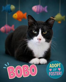 Bobo (FCID# 08/10/2026 - 31 Trainer) -  Tuxedo Cat for Adoption in Greenville, Delaware - Bobo (FCID# 08/10/2026 - 31 Trainer) | PetCurious