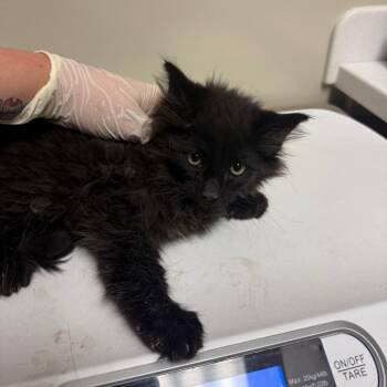 Zach -  Domestic Medium Hair Cat for Adoption in Reno, Nevada - Zach | PetCurious