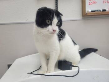 Scottish Fold Cats Available for Adoption in Mckinleyville, California - MAISIE | PetCurious
