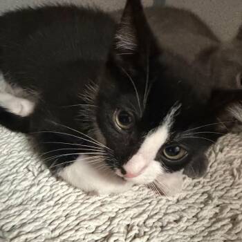 Butterfly -  Domestic Short Hair Cat for Adoption in Port Charlotte, Florida - Butterfly | PetCurious