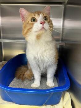 DIRTY DAN -  Domestic Long Hair Cat for Adoption in Geneva, Illinois - DIRTY DAN | PetCurious