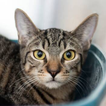 Rescue Domestic Short Hair Cats for Adoption in Middletown, Rhode Island - William | PetCurious