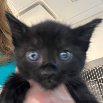 JILL -  Domestic Long Hair Cat for Adoption in Houston, Texas - JILL | PetCurious
