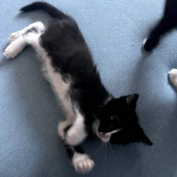 Nami -  Domestic Short Hair Cat for Adoption in York, Pennsylvania - Nami | PetCurious