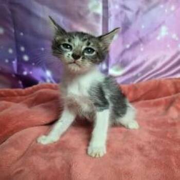 Receipt -  Domestic Short Hair Cat for Adoption in Fort Collins, Colorado - Receipt | PetCurious