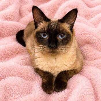 Sweet Chocolate Point -  Siamese Cat for Adoption in Glendora, California - Sweet Chocolate Point | PetCurious
