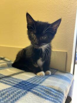 Stevie -  Domestic Short Hair Cat for Adoption in Oklahoma City, Oklahoma - Stevie | PetCurious
