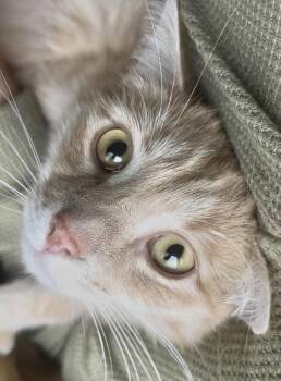 Domestic Short Hair Cats Available for Adoption - Big Blond - His Person