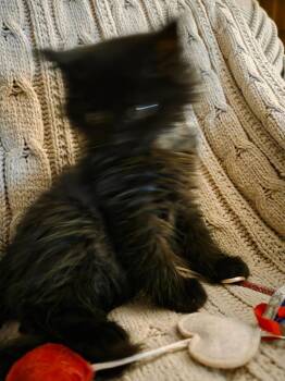Domestic Long Hair Cats Available for Adoption in San Antonio, Texas - Pedro | PetCurious