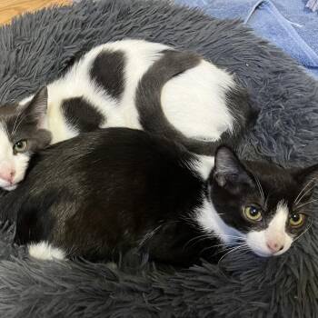 Uni -  Domestic Short Hair Cat for Adoption in Monroe, Michigan - Uni | PetCurious
