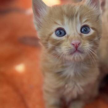 Catlisio -  Domestic Short Hair Cat for Adoption in San Pablo, California - Catlisio | PetCurious