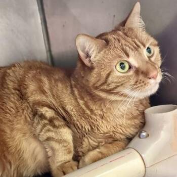 Oliver -  Domestic Short Hair Cat for Adoption in Athens, Georgia - Oliver | PetCurious