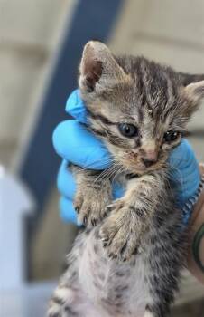 OCTOBER -  Domestic Short Hair Cat for Adoption in San Antonio, Texas - OCTOBER | PetCurious