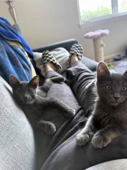 Dusty -  Domestic Short Hair Cat for Adoption in Lafayette, Colorado - Dusty | PetCurious
