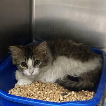 Fern -  Domestic Medium Hair Cat Available for Adoption in Galveston, Texas - Fern | PetCurious