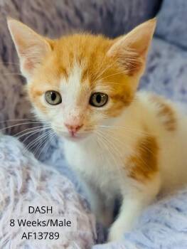 Dash -  Domestic Short Hair Cat for Adoption - Dash | PetCurious