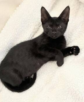 Franny -  Domestic Short Hair Cat for Adoption in Ocala, Florida - Franny | PetCurious