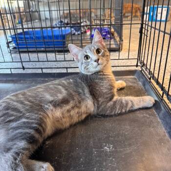 Rescue Domestic Long Hair Cats for Adoption in Mondovi, Wisconsin - Haise | PetCurious