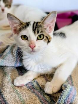 Tiger Lily -  Domestic Short Hair Cat for Adoption in Bolivar, Missouri - Tiger Lily | PetCurious