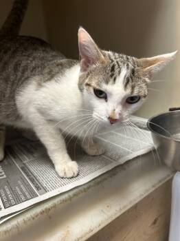 Rescue Domestic Short Hair Cats for Adoption in Greenwood, Mississippi - Georgia | PetCurious