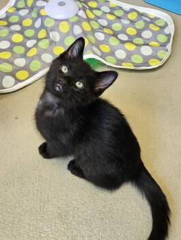 Domestic Short Hair Cats Available for Adoption in Bluffton, Indiana - Reggie | PetCurious