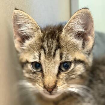 Max (26-4M-4) -  Domestic Short Hair Cat for Adoption in Rifle, Colorado - Max (26-4M-4) | PetCurious