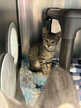 Isaac -  Domestic Short Hair Cat for Adoption in Boone, Iowa - Isaac | PetCurious