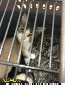 GAMORA -  Domestic Short Hair Cat for Adoption in West Palm Beach, Florida - GAMORA | PetCurious