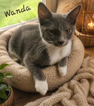 Wanda 7491 -  Domestic Short Hair Cat for Adoption in Dallas, Texas - Wanda 7491 | PetCurious