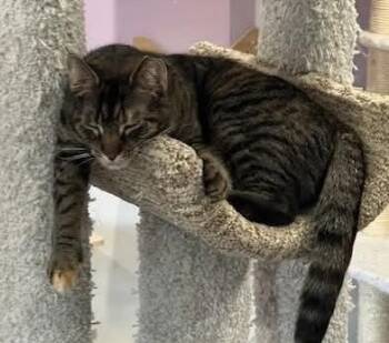 Rescue Tabby Cats for Adoption in Washington, Pennsylvania - Harper | PetCurious