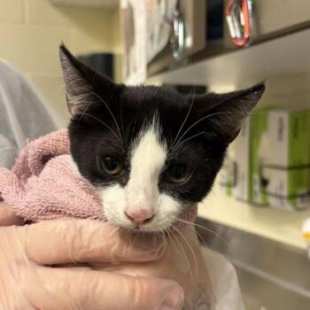 Tux -  Domestic Short Hair Cat for Adoption in Asheville, North Carolina - Tux | PetCurious