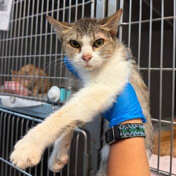 Cheesestick -  Domestic Short Hair Cat for Adoption in Edinburg, Texas - Cheesestick | PetCurious