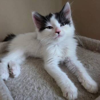 Willow -  Domestic Medium Hair Cat for Adoption in Mantua Township, New Jersey - Willow | PetCurious