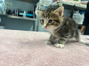 Applin -  Domestic Short Hair Cat for Adoption in Raleigh, North Carolina - Applin | PetCurious