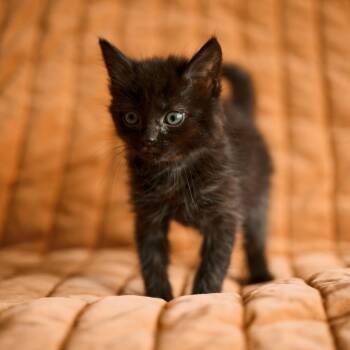 Lemon (Sharks) -  Domestic Medium Hair Cat for Adoption in Charlotte, North Carolina - Lemon (Sharks) | PetCurious