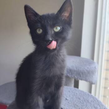 Fava -  Domestic Short Hair Cat for Adoption in Bountiful, Utah - Fava | PetCurious