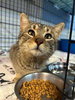 Moose -  Domestic Short Hair Cat Available for Adoption in Dale City, Virginia - Moose | PetCurious