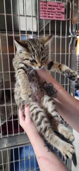 Kinerma -  Domestic Short Hair Cat for Adoption in Fort Lupton, Colorado - Kinerma | PetCurious