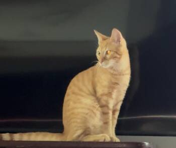 Rescue Tabby Cats for Adoption in Bvl, Florida - Simba 9 Months | PetCurious