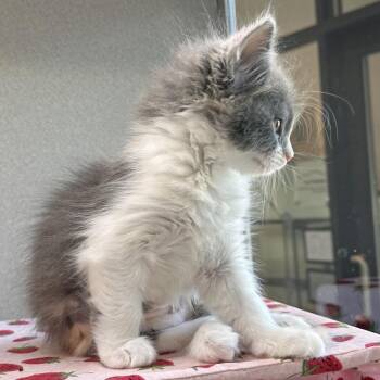 Winky -  Domestic Short Hair Cat for Adoption in Hailey, Idaho - Winky | PetCurious