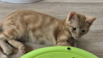 Brody -  Domestic Short Hair Cat for Adoption in South Bend, Indiana - Brody | PetCurious