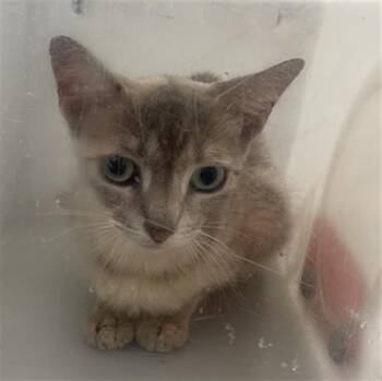 Domestic Short Hair Cats Available for Adoption in Dallas, Texas - BRANDY | PetCurious