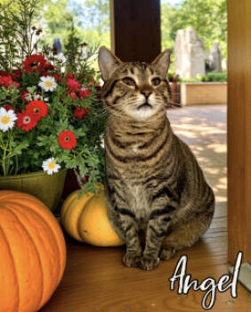 Rescue Domestic Short Hair Cats for Adoption in Joplin, Missouri - Angel 125076 | PetCurious