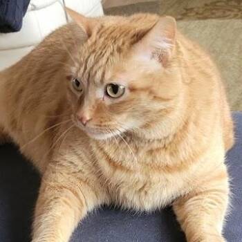 American Shorthair Cats Available for Adoption in Blue Earth, Minnesota - Daisy | PetCurious