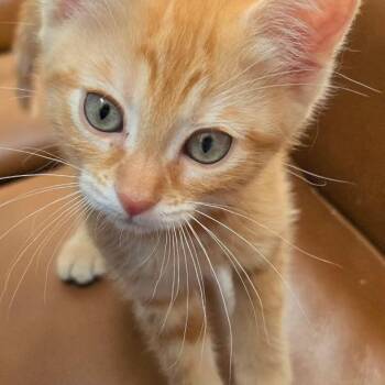 Sunny -  Domestic Short Hair Cat for Adoption in Denver, Colorado - Sunny | PetCurious
